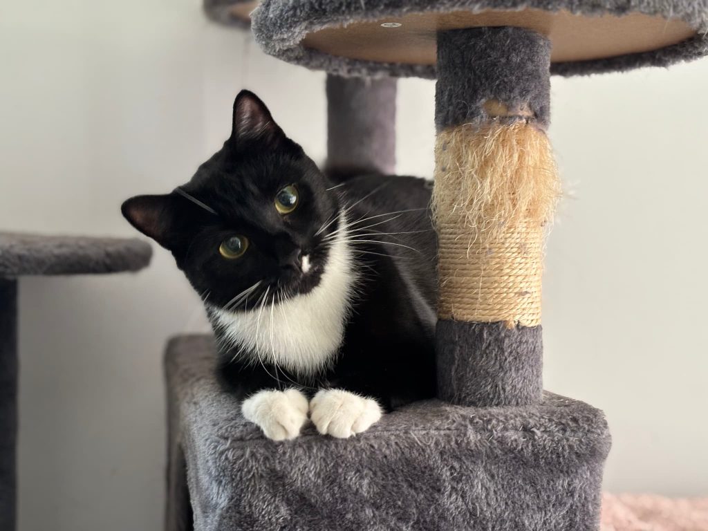 Fester – Gillingham – Medway Cat Sitting