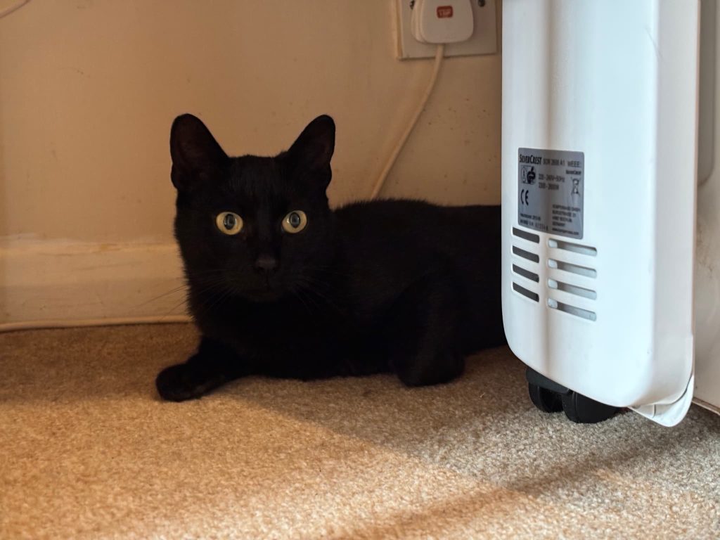 Gabbana – Gillingham – Medway Cat Sitting
