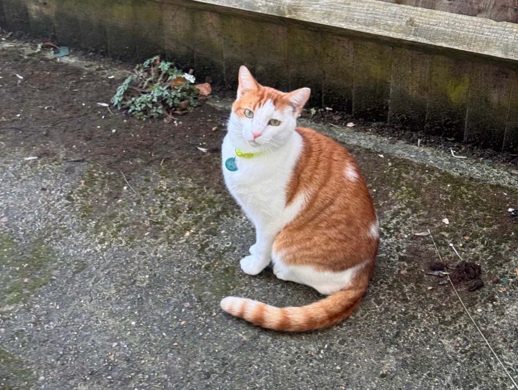 George – Gillingham – Medway Cat Sitting