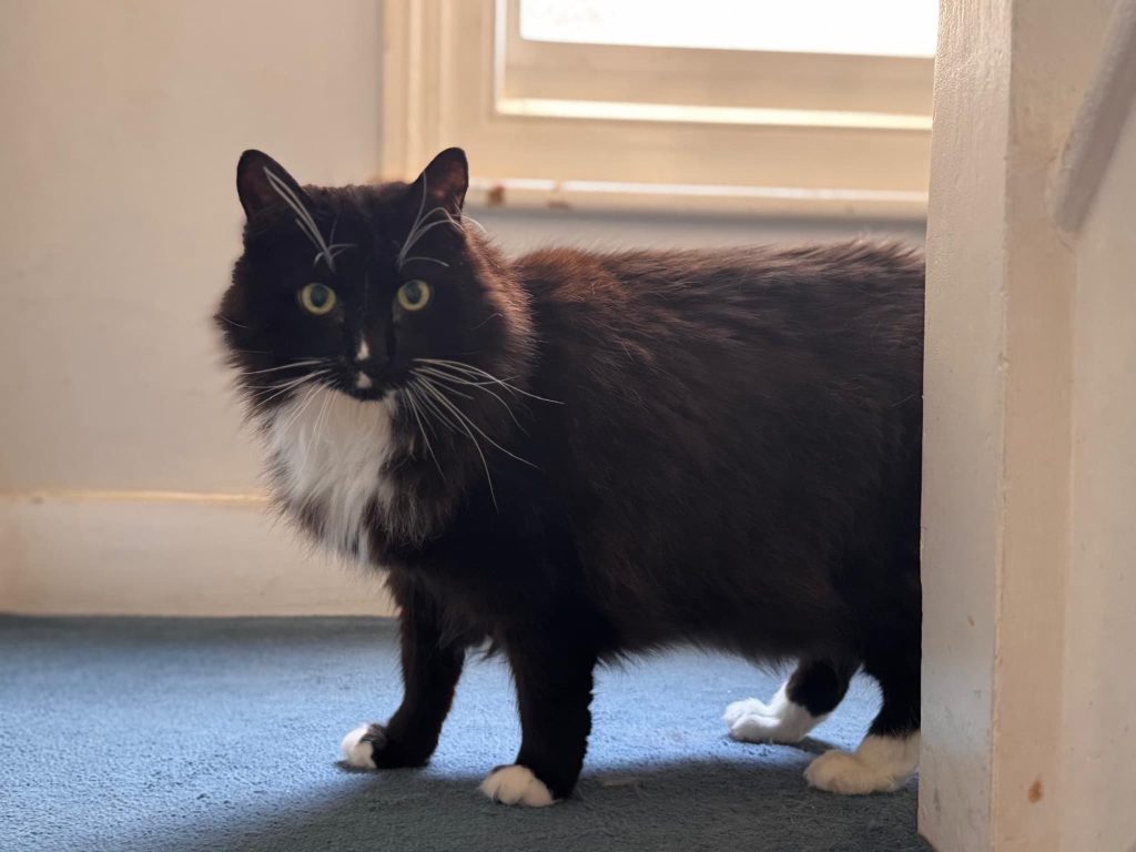 GizmoM – Strood – Medway Cat Sitting