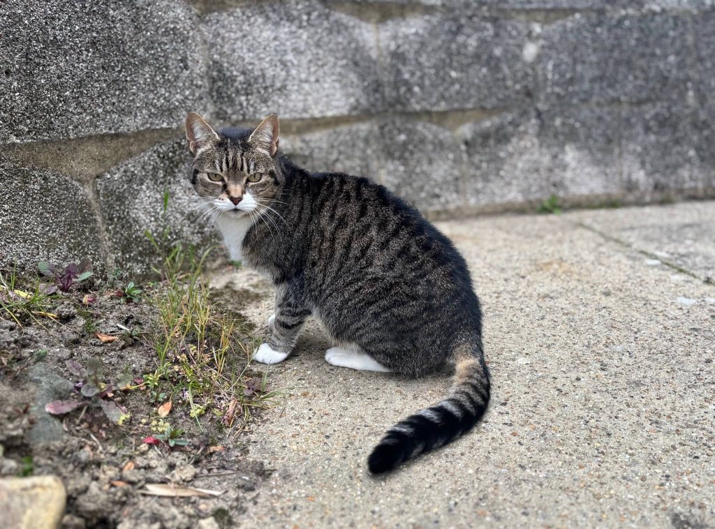 Gypsy – Strood – Medway Cat Sitting