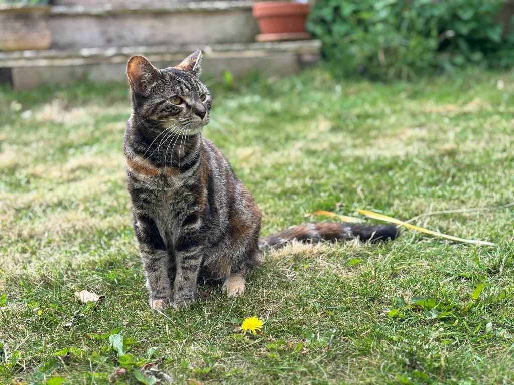 Hazel – Rochester – Medway Cat Sitting