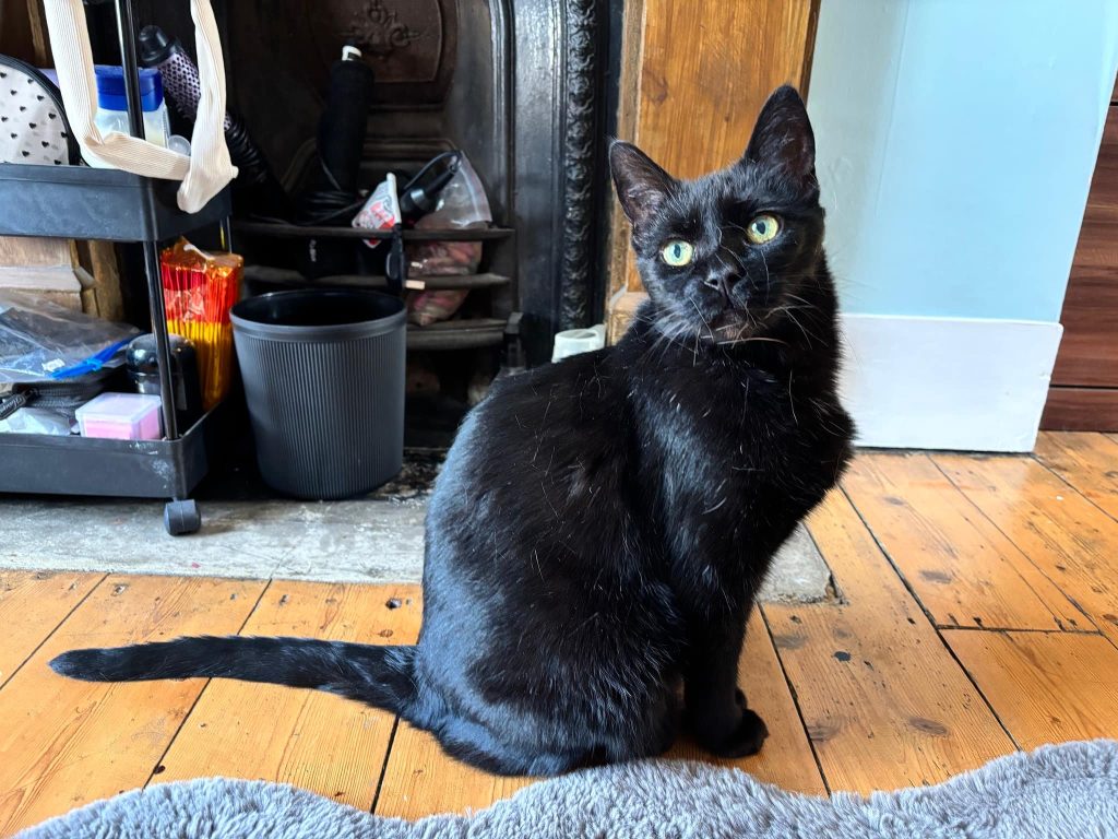 Hero – Gillingham – Medway Cat Sitting