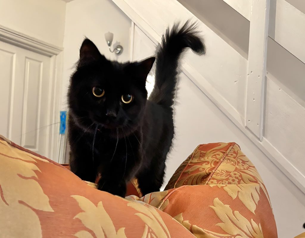 Jade – Rochester – Medway Cat Sitting