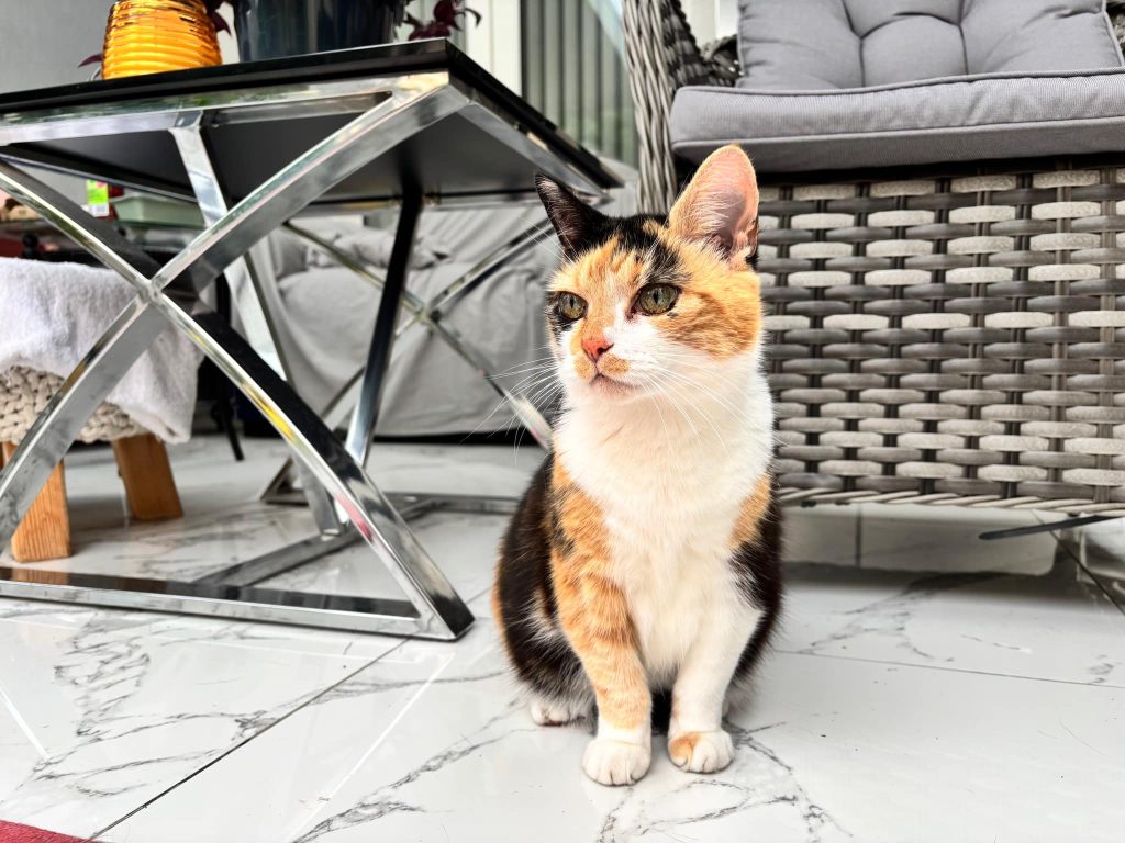 KittyCat – Rochester – Medway Cat Sitting