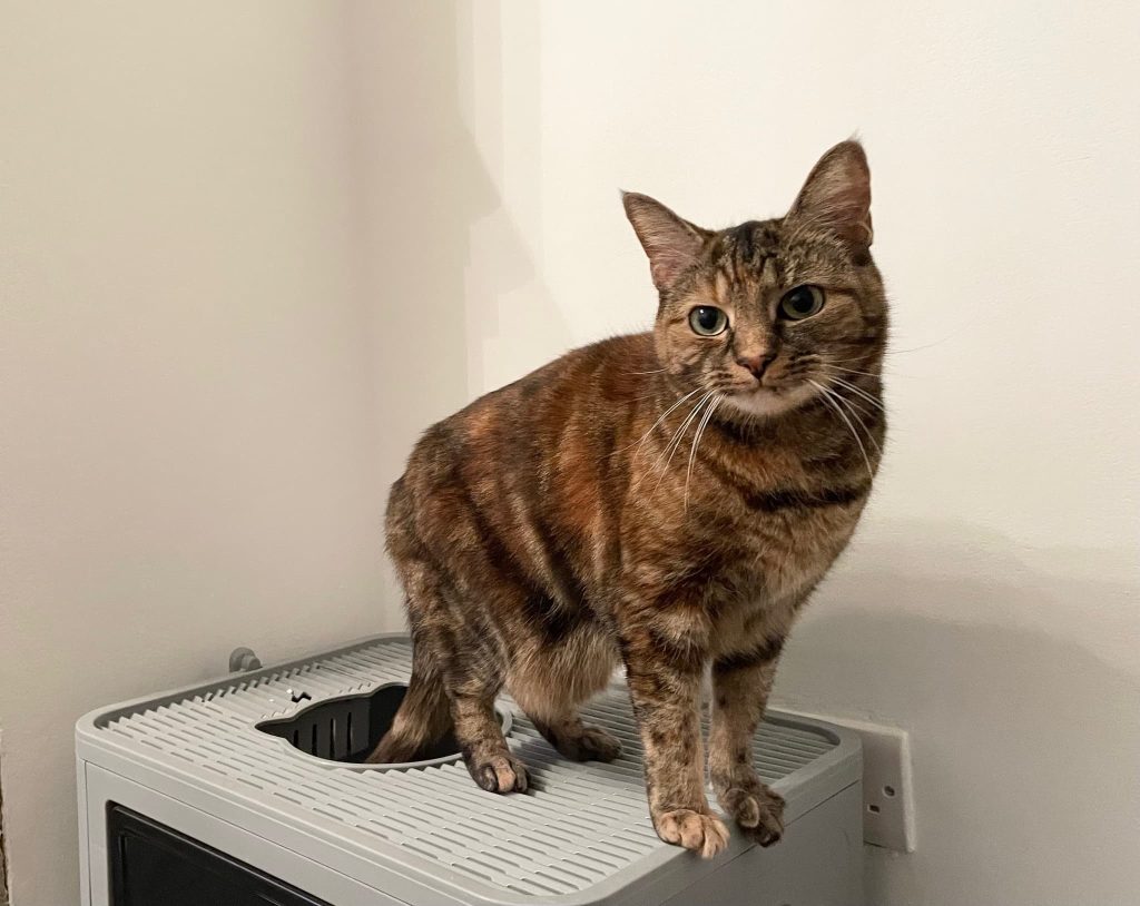 Kuno – Strood – Medway Cat Sitting