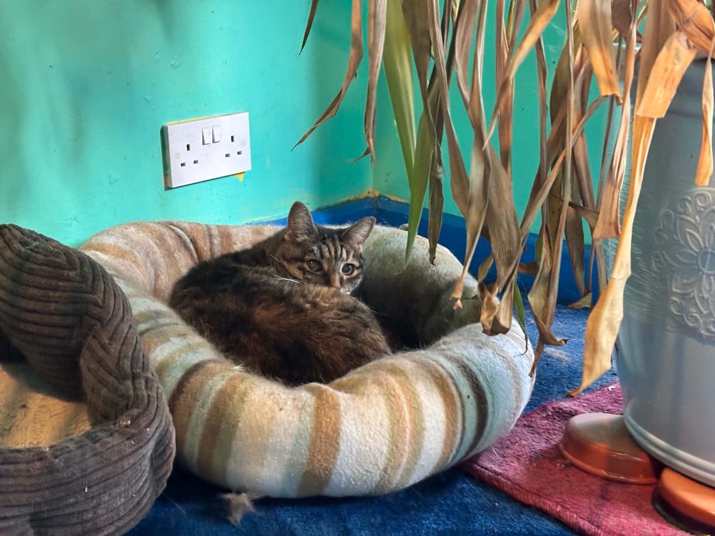 Lily – Gillingham – Medway Cat Sitting