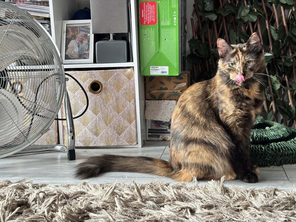 Maple – Gillingham – Medway Cat Sitting