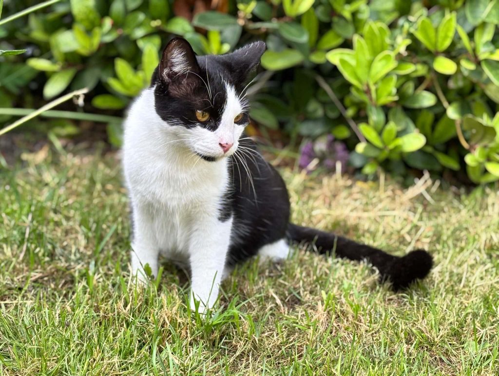 MerlinC – Rochester – Medway Cat Sitting