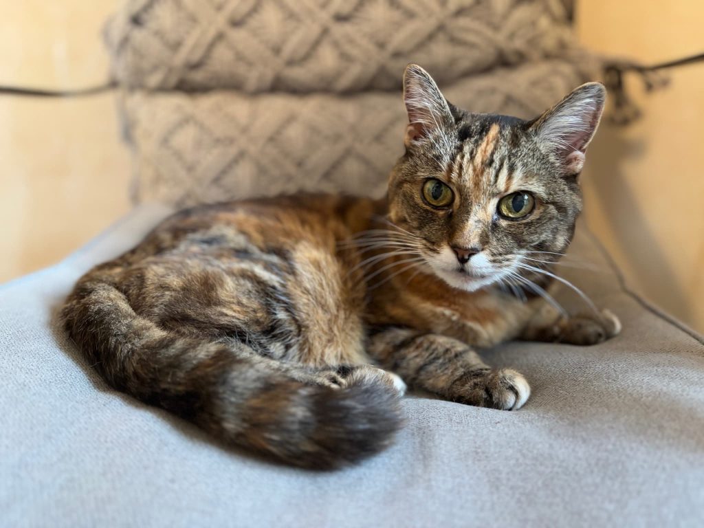 Minnie – Rochester – Medway Cat Sitting