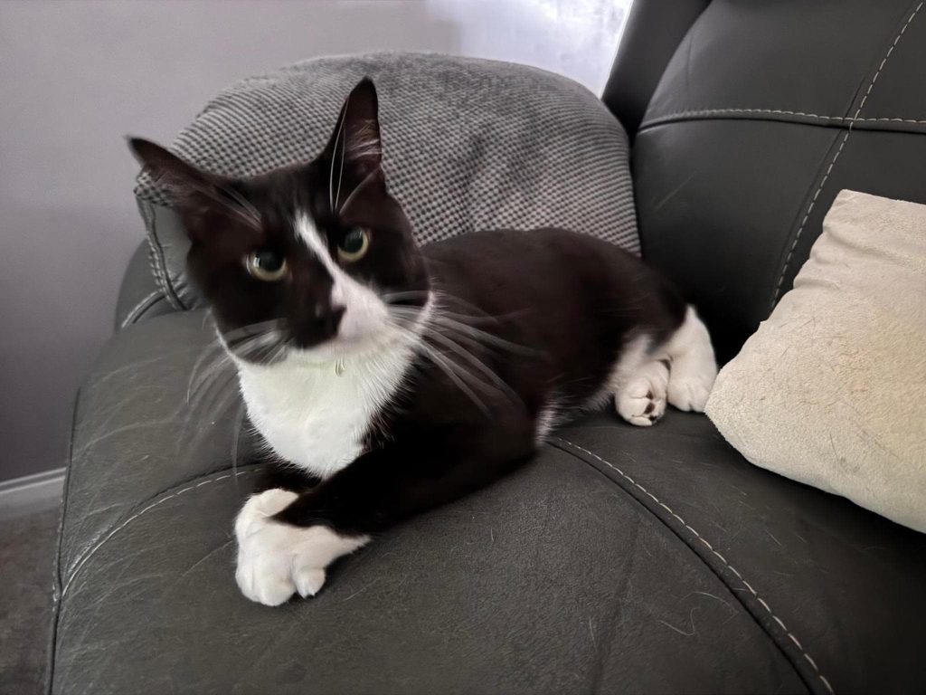 Otto – Rochester – Medway Cat Sitting