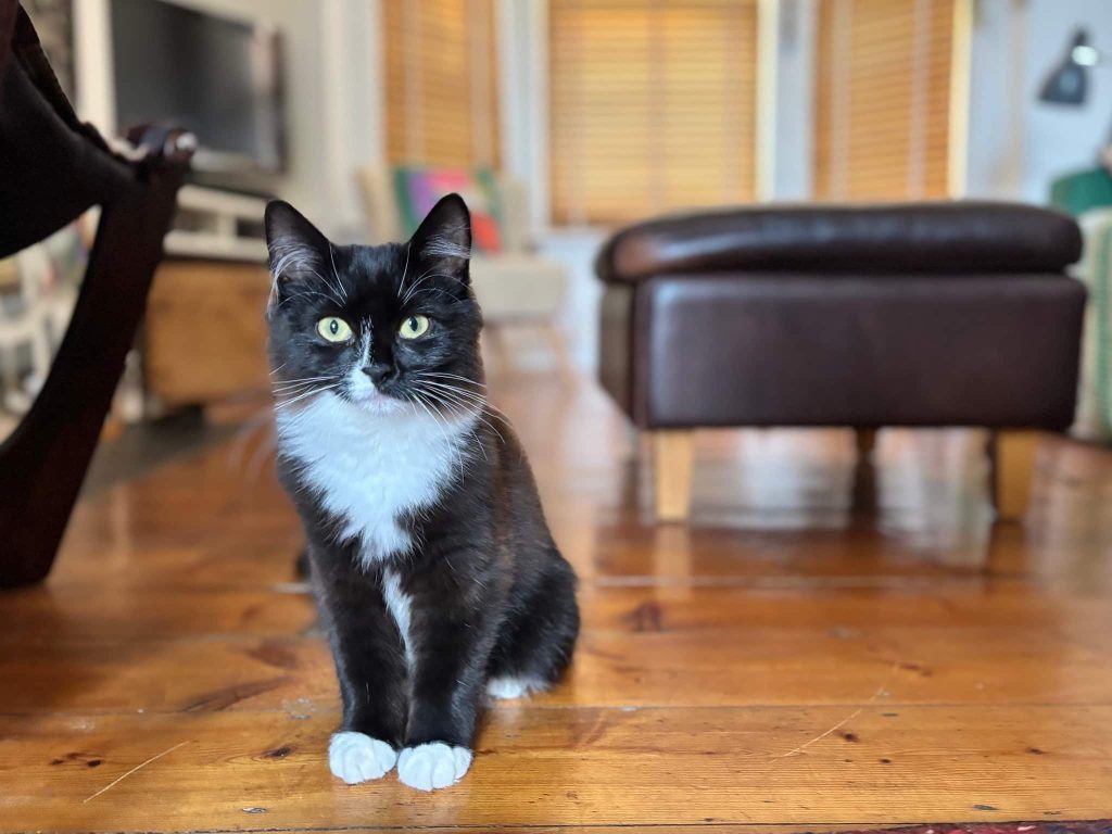 Pearl – Strood – Medway Cat Sitting