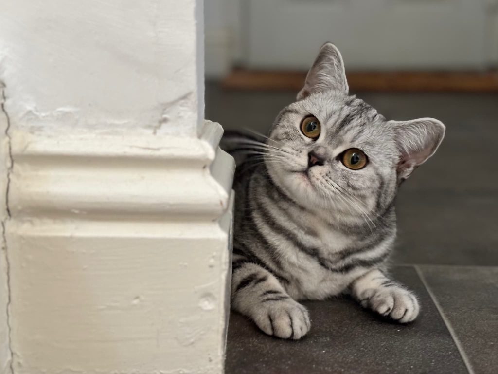 Pebbles – Rochester – Medway Cat Sitting