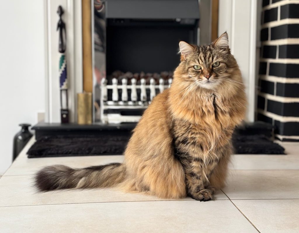 Pepper M – Strood – Medway Cat Sitting