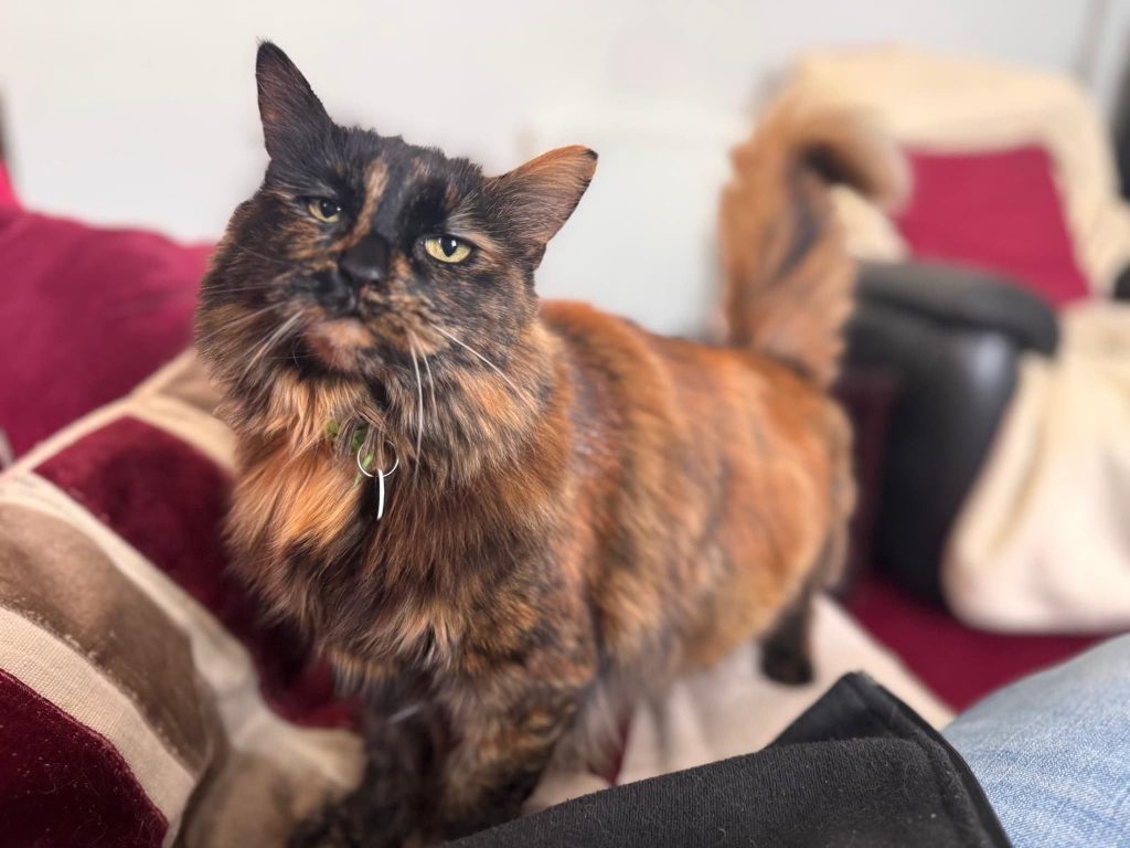 Phoebe – Gillingham – Medway Cat Sitting