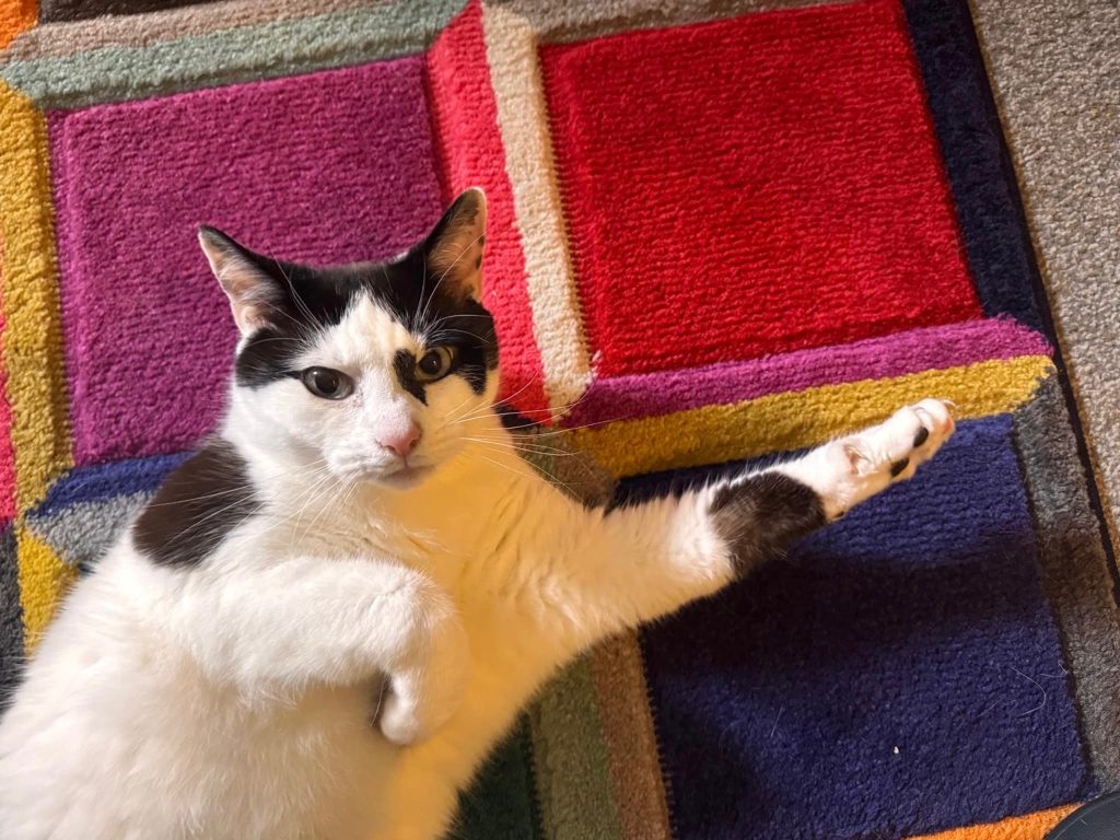Podric – Rochester – Medway Cat Sitting