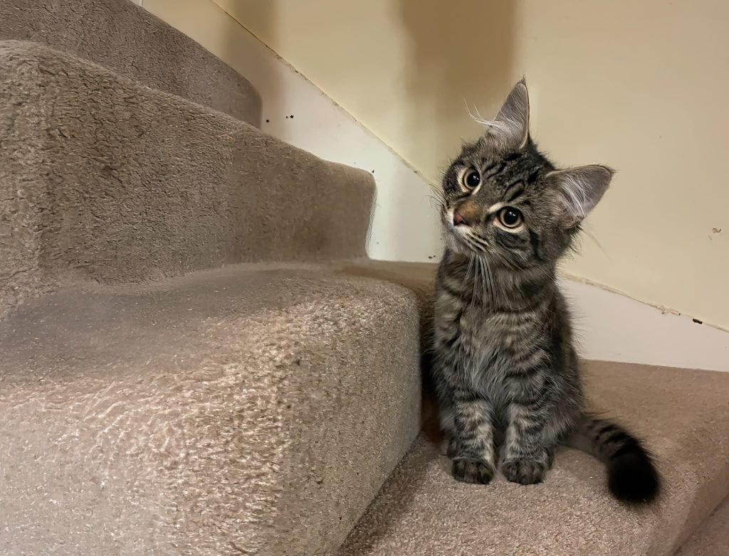 Pretzel – Rochester – Medway Cat Sitting